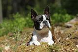 BOSTON TERRIER 253